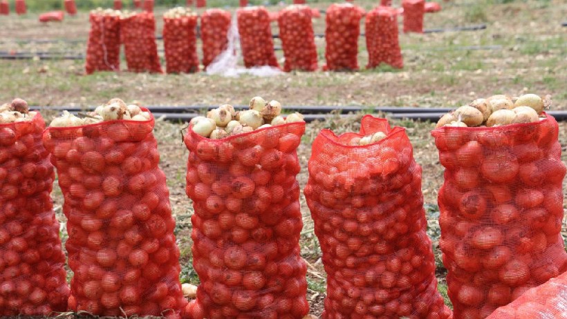 Çiftçiye Bayram Ettiren Hasat: Tek Tek Toplanıp Çuvalla Satılıyor, Faydası Saymakla Bitmiyor - Resim : 2