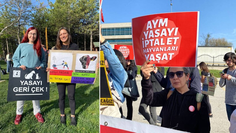 AYM'de Tarihi Gün: 'Katliam Yasası' Görüşülecek... Hayvan Hakları Savunucuları Nöbette - Resim : 2