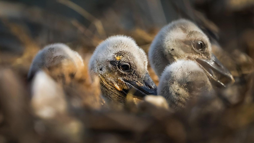 Yaren Leylek’in Ailesi Büyüyor, Yuvada 4 Yavru Katıldı - Resim : 2