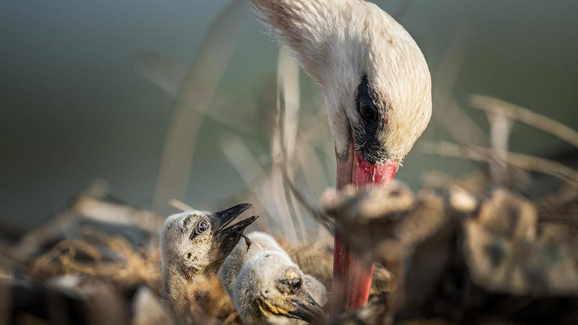 Yaren Leylek’in Ailesi Büyüyor, Yuvada 4 Yavru Katıldı - Resim : 1