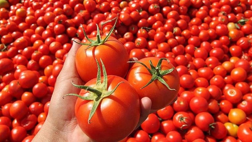 Markette Satılan Domateslerden Çıktı: Hepsi Toplatılıyor - Resim : 1