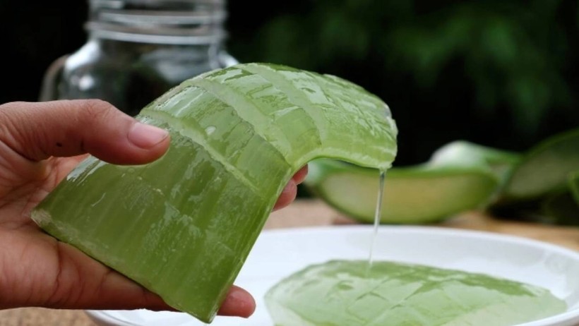 Ev Yapımı Aloe Vera Yüz Kremi Nasıl Yapılır? Meğer Bu Kadar Basitmiş - Resim : 1