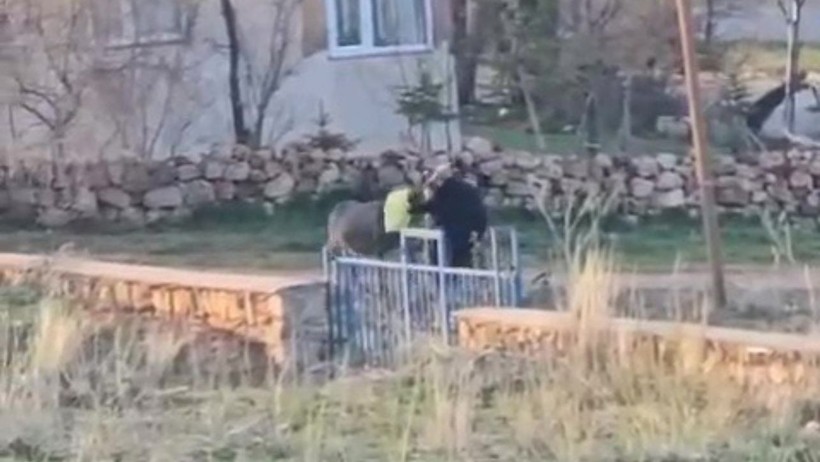 Vicdan da Adalet de Yaralı! Eşeği Döve Döve Öldürdü, Serbest Kaldı: Zulüm Kamerada - Resim : 2
