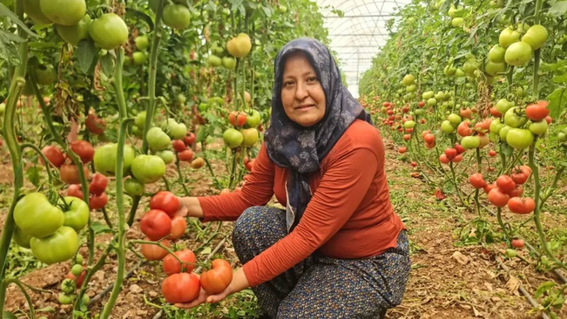 Aylar Sonra Bereketli Hasat Başladı! Tarlada 20, Markette 100 Liradan Alıcı Buluyor - Resim : 1