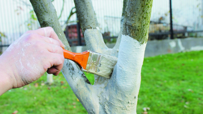 Ağaç Gövdelerine Neden Kireç Sürülüyor? İşte Sebebi Bu - Resim : 2