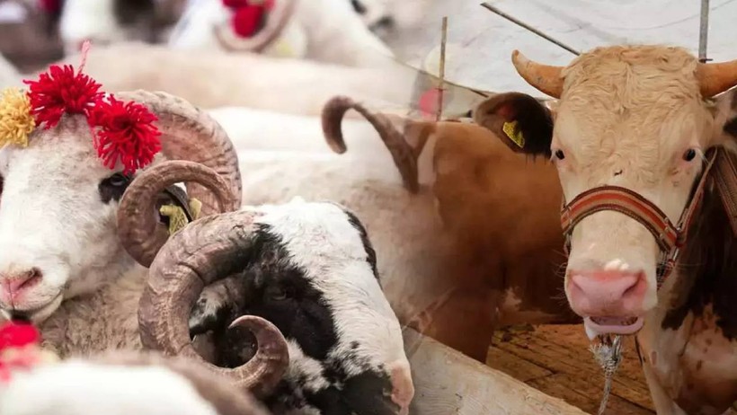 Carrefour 2025 Kurbanlık Fiyatları Belli Oldu: İşte Küçükbaş ve Büyükbaş Kurbanlık Fiyatları - Resim : 2
