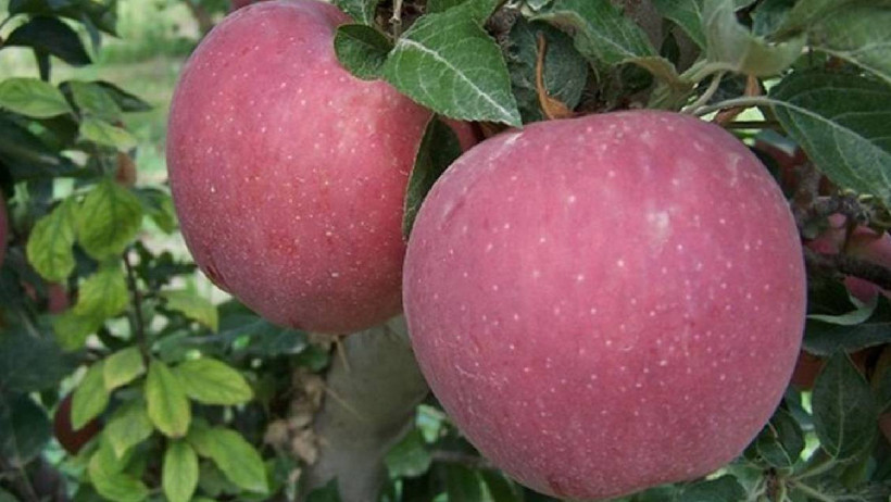 43 Yıllık Ziraat Mühendisi Açıkladı: Meyve ve Sebzelerin Üzerinde Pestisit Kalıntısı Böyle Görünüyor - Resim : 2