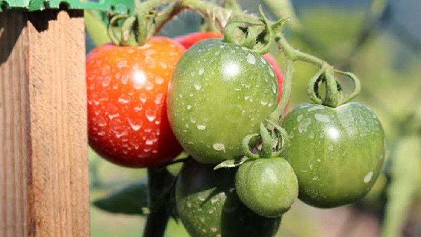 43 Yıllık Ziraat Mühendisi Açıkladı: Meyve ve Sebzelerin Üzerinde Pestisit Kalıntısı Böyle Görünüyor - Resim : 1