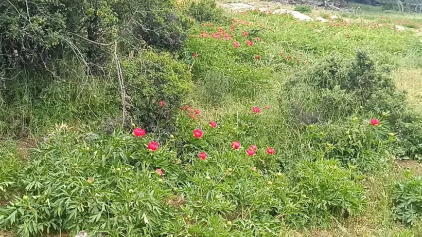 Sadece 10 Gün Yaşıyor: Dokunana 557 Bin TL Ceza Kesiliyor - Resim : 1