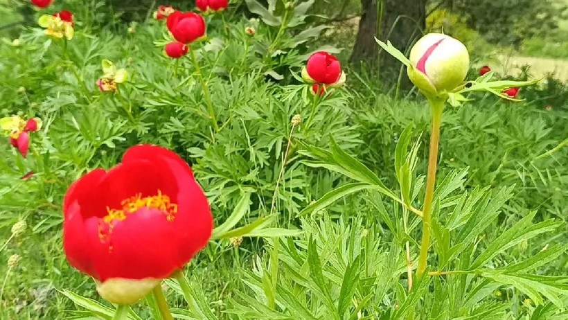 Sadece 10 Gün Yaşıyor: Dokunana 557 Bin TL Ceza Kesiliyor - Resim : 2