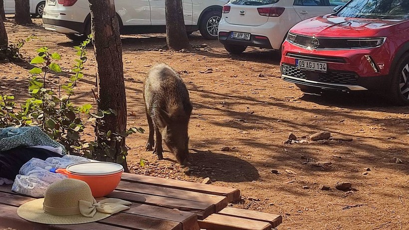 Kuşadası’nda Herkesi Şaşırtan Olay! Denizdeyken Çantası Çalındı Zannetti, Gerçek Bambaşka Çıktı - Resim : 1