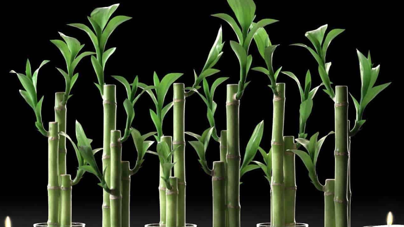 2025'in Yeni Trendi Oldu: Telefon Kılıfına Bu Bitkileri Koymak Bakın Ne İşe Yarıyormuş - Resim : 2