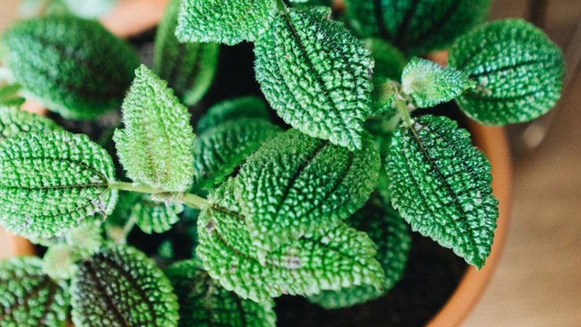 2025'in Yeni Trendi Oldu: Telefon Kılıfına Bu Bitkileri Koymak Bakın Ne İşe Yarıyormuş - Resim : 1