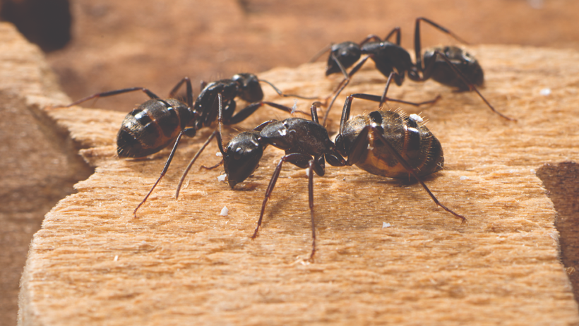 Evde O Bölgeye Sürmek Yetiyor! Karınca İstilasının Kökünü Kazıyor - Resim : 2