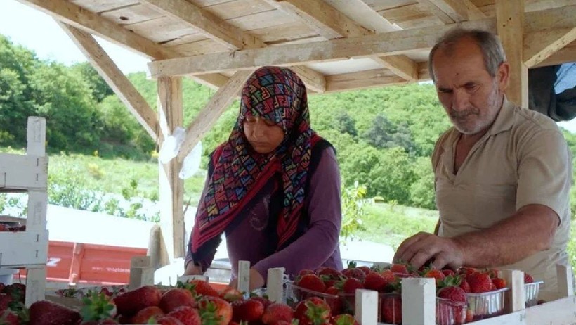 Kocaeli'de İlk Hasat Başladı! Kendine Has Lezzetiyle Pazarda Fark Yaratıyor - Resim : 1