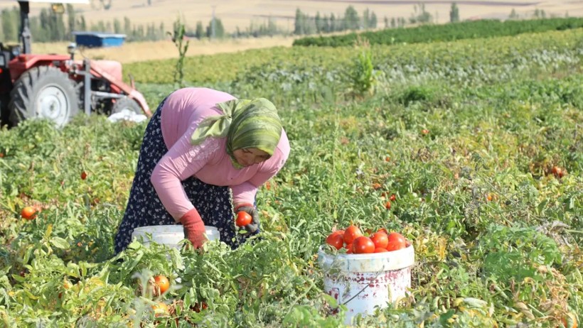 Saksıda ve Bahçede Hasadı 2 Katına Çıkarıyor: Bitkiye Resmen Şifa Oluyor - Resim : 2
