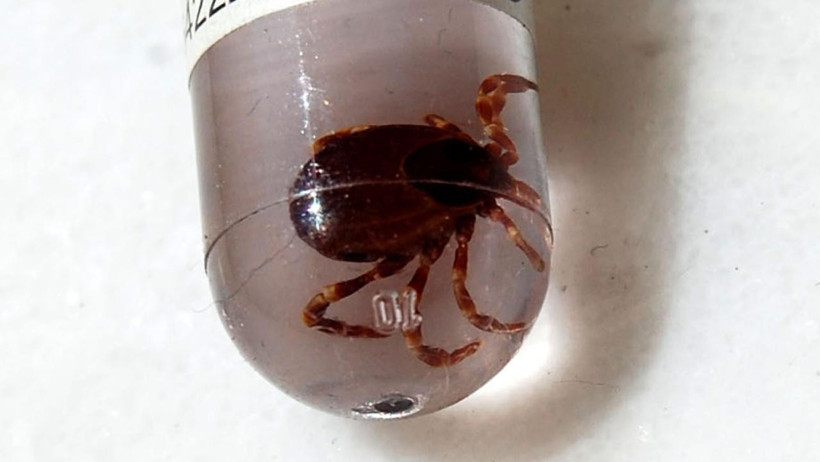 Kene Kabusu Geri Döndü! Sağlık Bakanlığı'ndan Kırım Kongo Kanamalı Ateşine Karşı Uyarı: Temasa Dikkat - Resim : 1