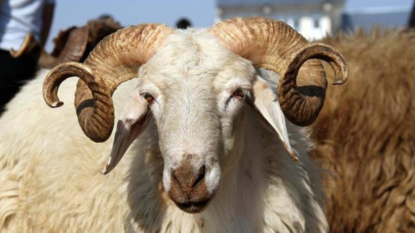 Fas'ta Kurban Kesmek Yasaklandı - Resim : 1