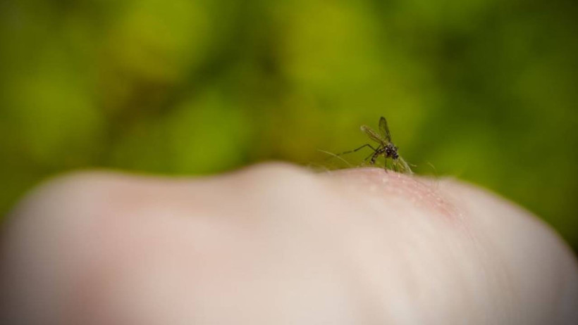Sivrisineklerin Sırrı Çözüldü! Bazı İnsanları Neden Seçiyorlar... Bilim İnsanları Sebebini Buldu - Resim : 1