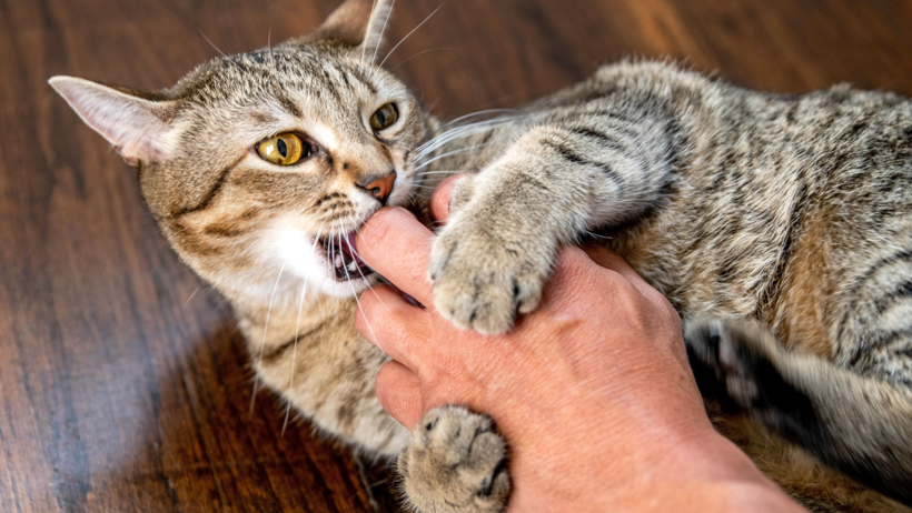 Astrolog Açıkladı: İşte Kedilere Asla Tahammülü Olmayan 3 Burç - Resim : 3