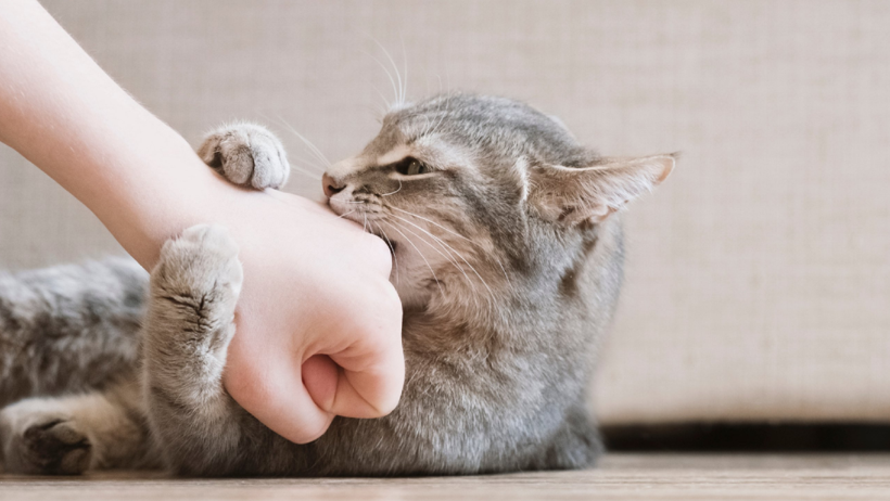 Astrolog Açıkladı: İşte Kedilere Asla Tahammülü Olmayan 3 Burç - Resim : 1