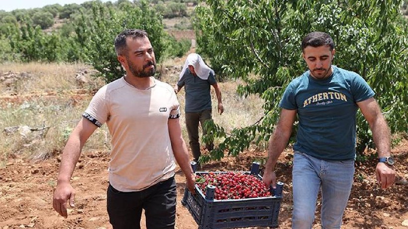Mardin'de Tadımlık İçin Dikti Şimdi Hasada Yetişemiyorlar! 81 İle Kasa Kasa Gidiyor - Resim : 1