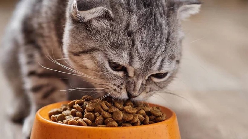 Ünlü Kedi Mamasının İçinden Çıktı! Pet Shop ve Marketlerden Toplatılıyor - Resim : 1