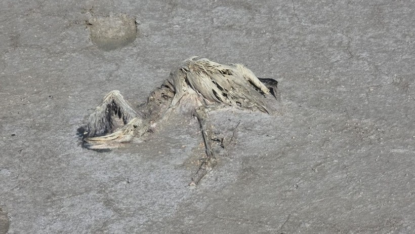 Flamingoların Cennetinde Kuraklık Kabusu: 2 Bin Yavru Flamingo Öldü - Resim : 1