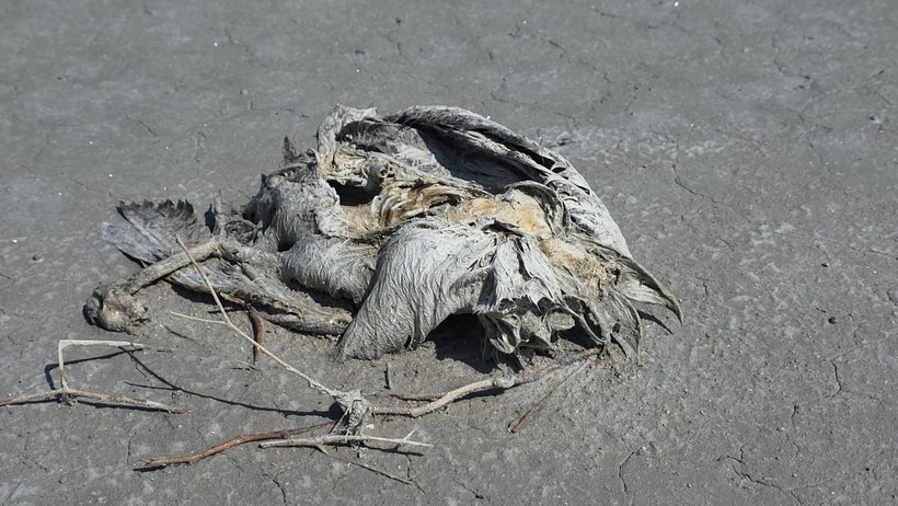 Flamingoların Cennetinde Kuraklık Kabusu: 2 Bin Yavru Flamingo Öldü - Resim : 2