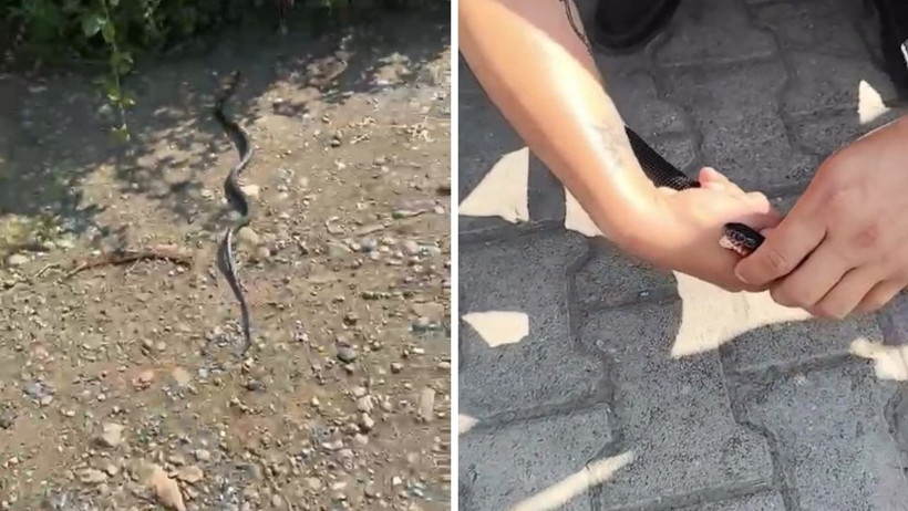 Yılancı Kemal'e Sürpriz Saldırı: Zararsız Dediği Yılan Elini İki Kez Isırdı - Resim : 1