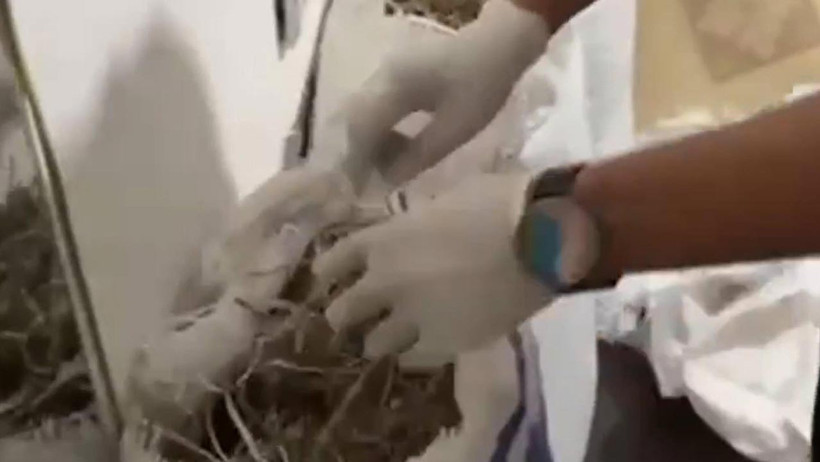 İzmir'de Uyuşturucu Operasyonu! 126 Kilo Bonzai Ele Geçirildi - Resim : 1