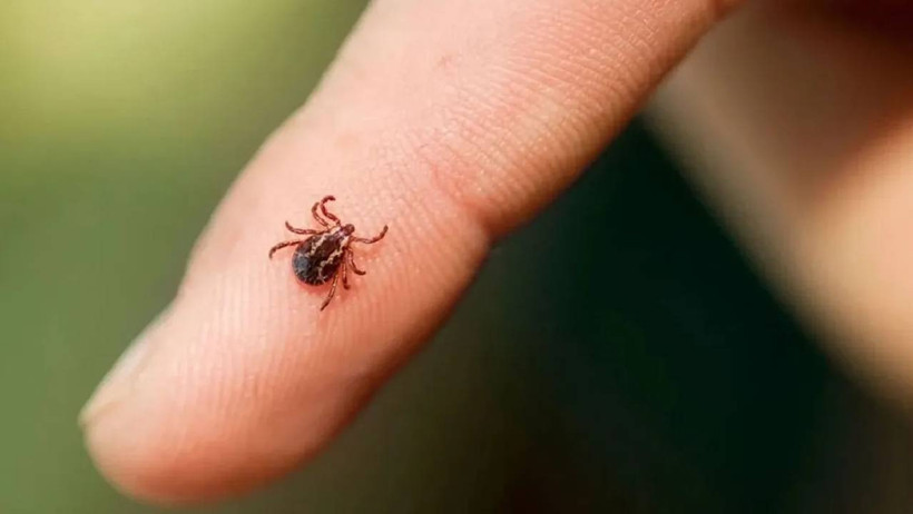 Kenelerin En Büyük Düşmanı Ortaya Çıktı: Bu Hayvanlar Çıtır Çıtır Kene Yiyor - Resim : 1