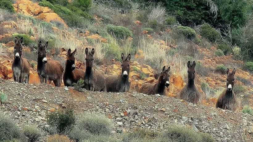 Datça'nın Eşekleri Toplatılıyor: 'Sadece Hayvan Değil Kültürel Değer' - Resim : 1
