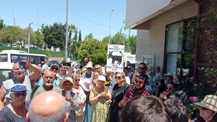 Datça'nın Eşekleri Toplatılıyor: 'Sadece Hayvan Değil Kültürel Değer' - Resim : 2