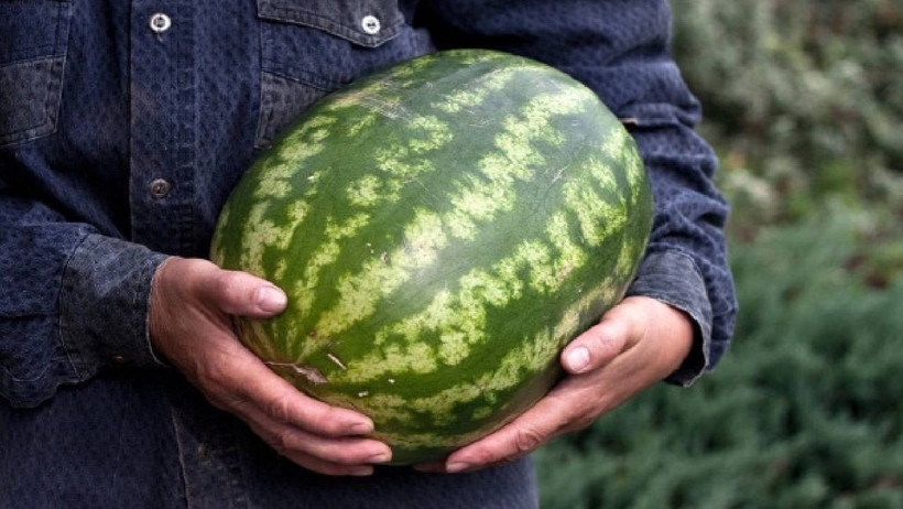Adanalılar Gizli Taktiği Açıkladı: Şeker Gibi En İyi Karpuz Böyle Anlaşılıyor - Resim : 1