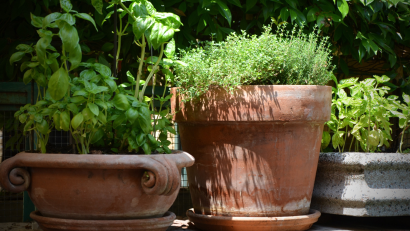 Saksılardaki Kireç, Küf ve Yosunlara Veda Edin: Yeni Alınmış Gibi Oluyor, Altın Gibi Parlıyor - Resim : 2
