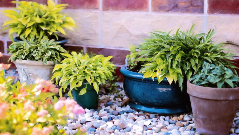 Saksılardaki Kireç, Küf ve Yosunlara Veda Edin: Yeni Alınmış Gibi Oluyor, Altın Gibi Parlıyor - Resim : 1