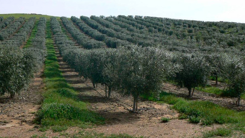 İlber Ortaylı Açtı Ağzını, Yumdu Gözünü! Bu Çıkışı Çok Konuşulacak: 'Nasıl Bu Kadar Küstah Davranırsın?' - Resim : 1