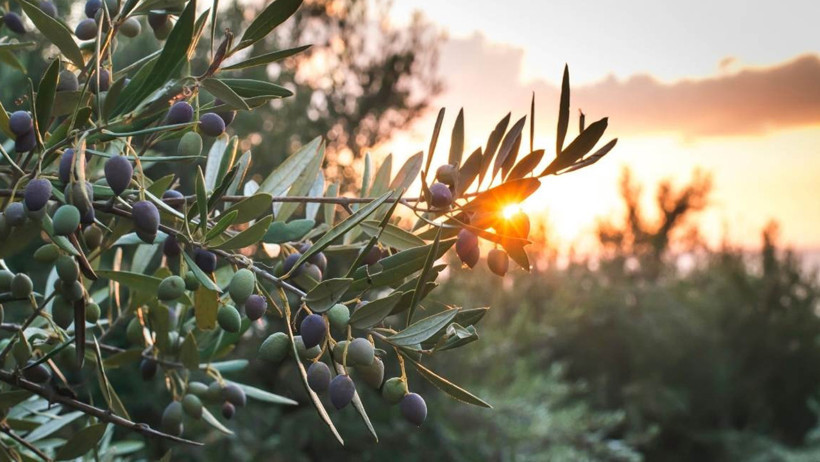 'Zeytinlik' Tepkisi Sürüyor: Hem Doğa Kıyımı Hem de Stratejik Bir Hata - Resim : 1
