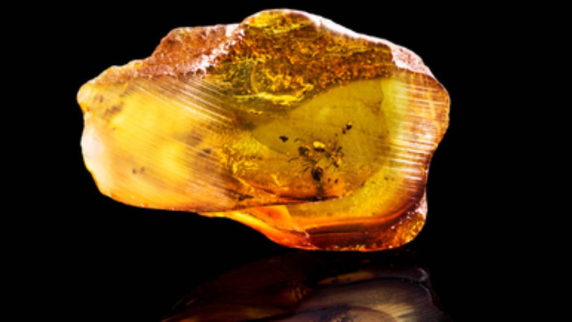 Bilim Dünyası Şokta! 99 Milyon Yıllık Kehribar Fosilinde Keşfedildi... Zombiye Çeviriyor - Resim : 1