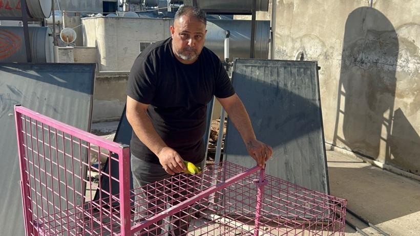 Maymun Firarda, Komşular İsyanda: Muzları Yiyor, Tuzağa Düşmüyor! 1 Aydır Yakalanamadı - Resim : 1