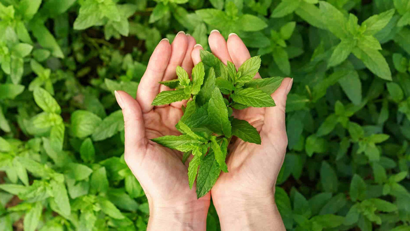 Türkiye'den Giden Nanelerde Alarm! Almanya Tehlikeyi Açıkladı - Resim : 1