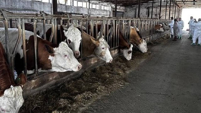 Hayvan Pazarları Tek Tek Kapatıldı: Şap Hastalığı Nedir, Belirtileri Nelerdir? Şap Hastalığı İnsana Bulaşır mı? - Resim : 1