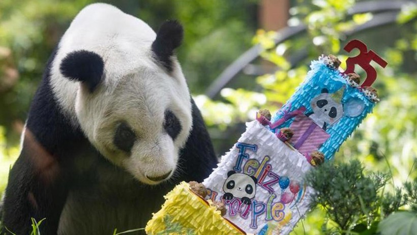 Meksika’da Dev Panda Xin Xin İçin 35. Yaş Günü Kutlaması - Resim : 1