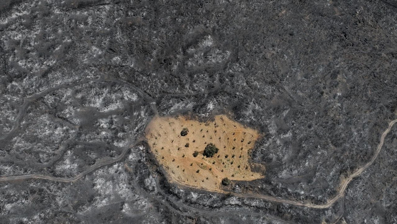 Ödemiş Yangınında Mucize! Köyler Kül Oldu, O Bahçe Sapasağlam Kaldı: Emeğimin Karşılığını Aldım - Resim : 2