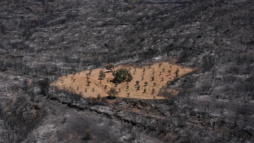 Ödemiş Yangınında Mucize! Köyler Kül Oldu, O Bahçe Sapasağlam Kaldı: Emeğimin Karşılığını Aldım - Resim : 1