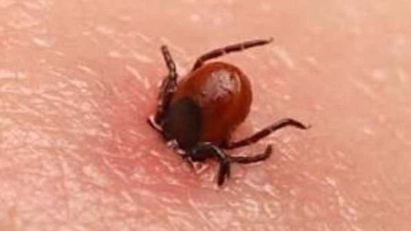 Uzmanlar Uyardı: Keneler Bu Kokuyu Aldığı An Arkasına Bakmadan Kaçıyor! Etkisi Şaşırtıyor - Resim : 1