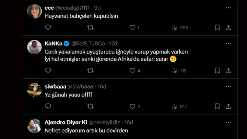Korkunç Katliam Sosyal Medyayı Ayağa Kaldırdı! Firari Aslanı Bayıltmak Yerine Öldürdüler - Resim : 5