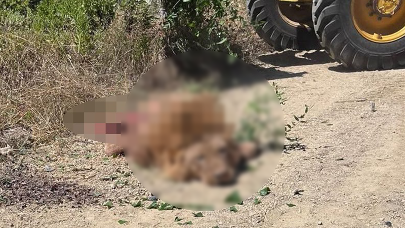 Korkunç Katliam Sosyal Medyayı Ayağa Kaldırdı! Firari Aslanı Bayıltmak Yerine Öldürdüler - Resim : 2
