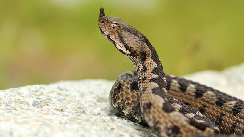 Kampta, Köyde ve Yazlıkta Karşılaştığınızda Dikkat! Yılan ile Engerek Nasıl Ayırt Edilir? İşte Hayati İpuçları - Resim : 1